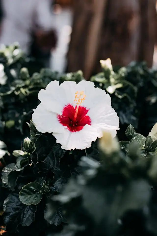 Hecke aus Hibiskus – weiße Blüte bringt Ruhe und Leichtigkeit