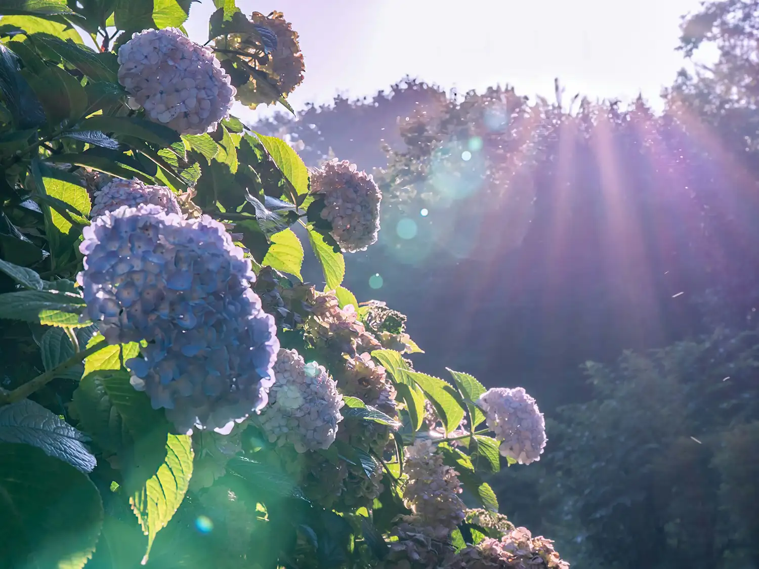 Hortensien Kranz binden – fertiger Kranz aus rosa und blauen Hortensien
