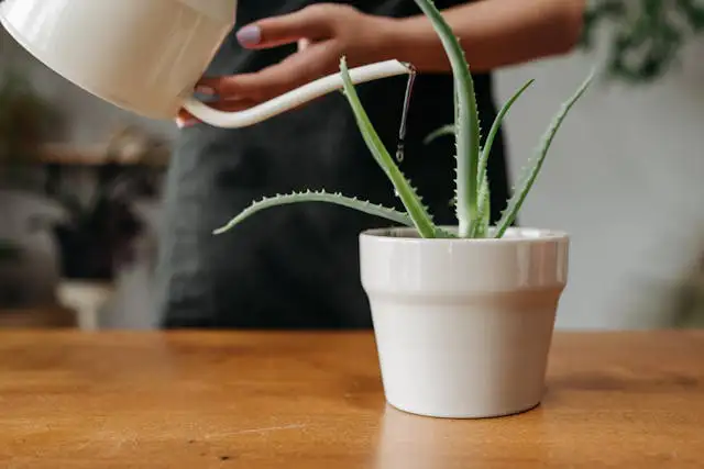 Aloe Vera Pflanze in heller Fensterbank