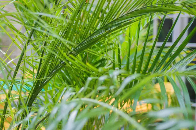 Areca-Palme als ungiftige Pflanze für Katzen im Topf