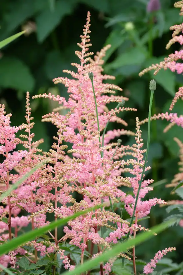 Astilben als Gartenpflanzen im Schatten mit rosa Blüten