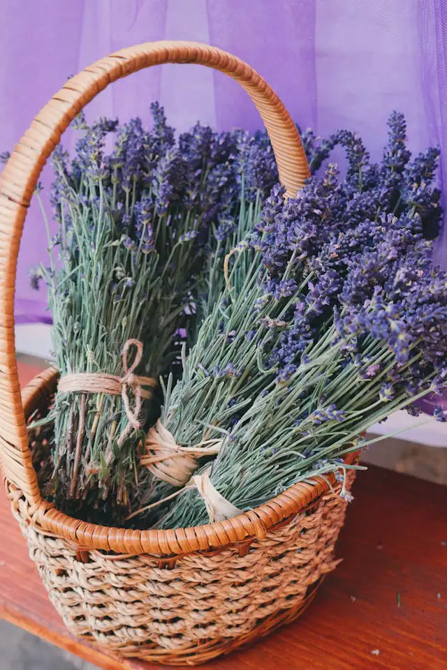 Scharfe Gartenschere für Lavendel-Schnitt im Sommer