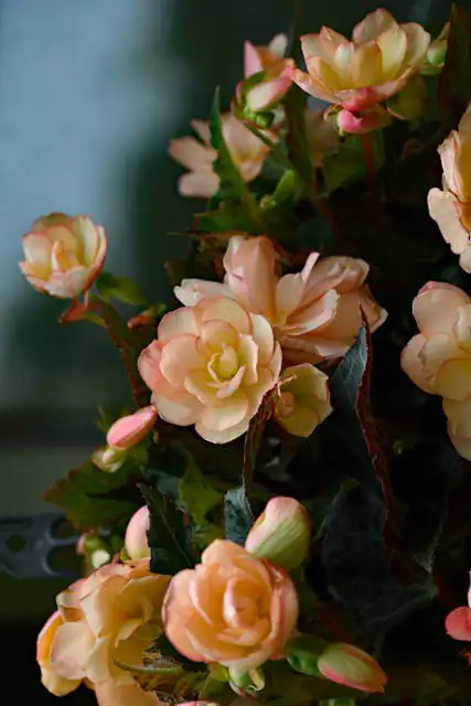 Pflanzen für Schatten Balkon – Begonien mit rosa Blüten