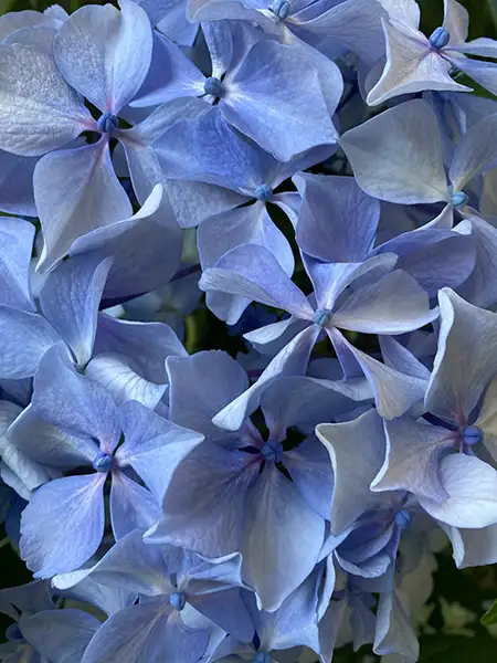 Blaue Hortensien – kräftige Blüten im Garten für Hortensien Kranz binden