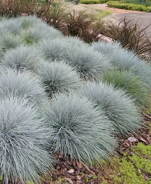Gräser für den Garten – Blauschwingel in einem Steingarten
