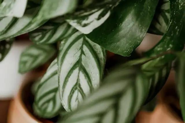 Calathea als ungiftige Zimmerpflanze für Katzen