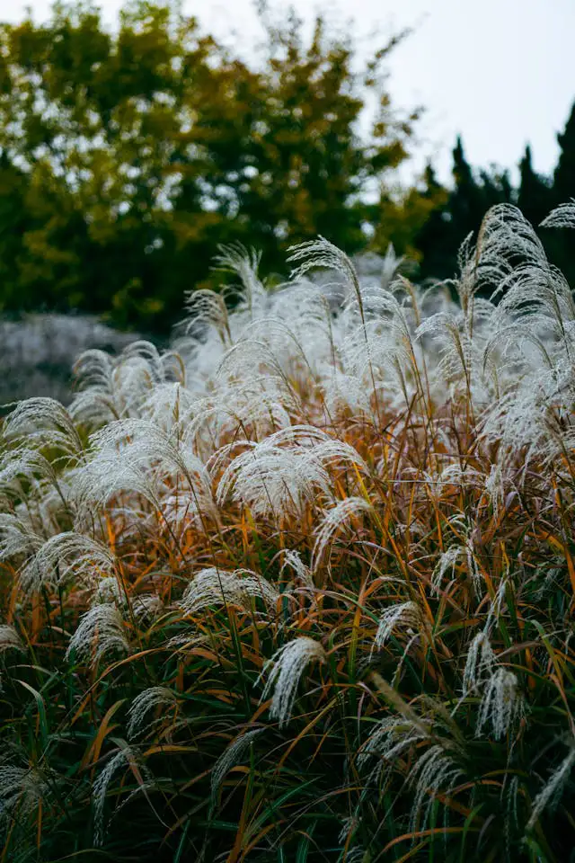 Garten mit Gräsern und hohem Chinaschilf