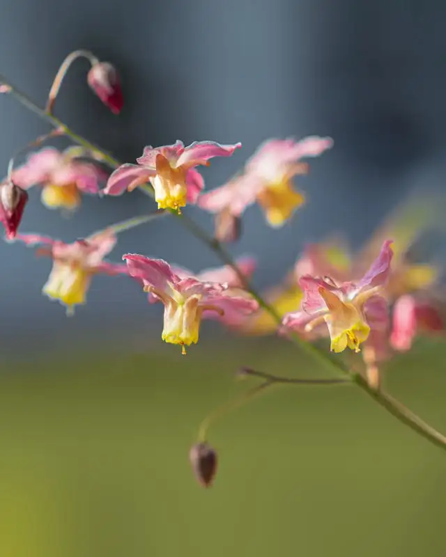 Elfenblume als Bodendecker für den Schatten