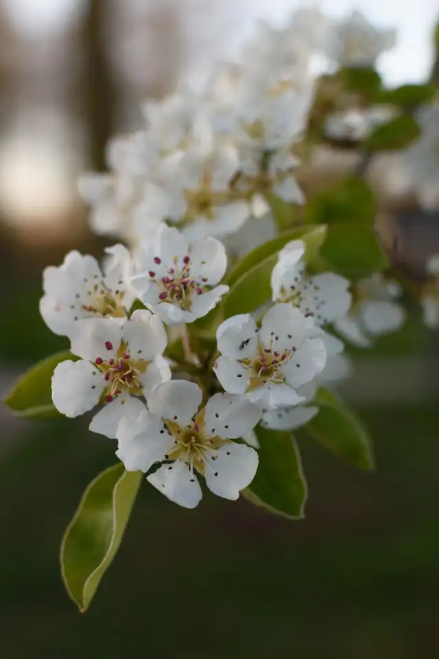 Nahaufnahme einer Felsenbirne mit weißen Blüten im Frühling, im Hintergrund unscharfe grüne Blätter.