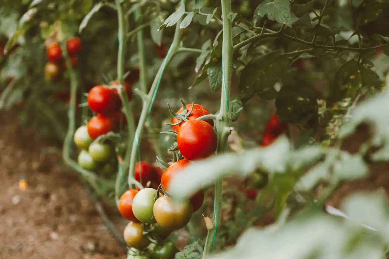 Gewächshaus für Tomaten im Garten mit grünen Pflanzen