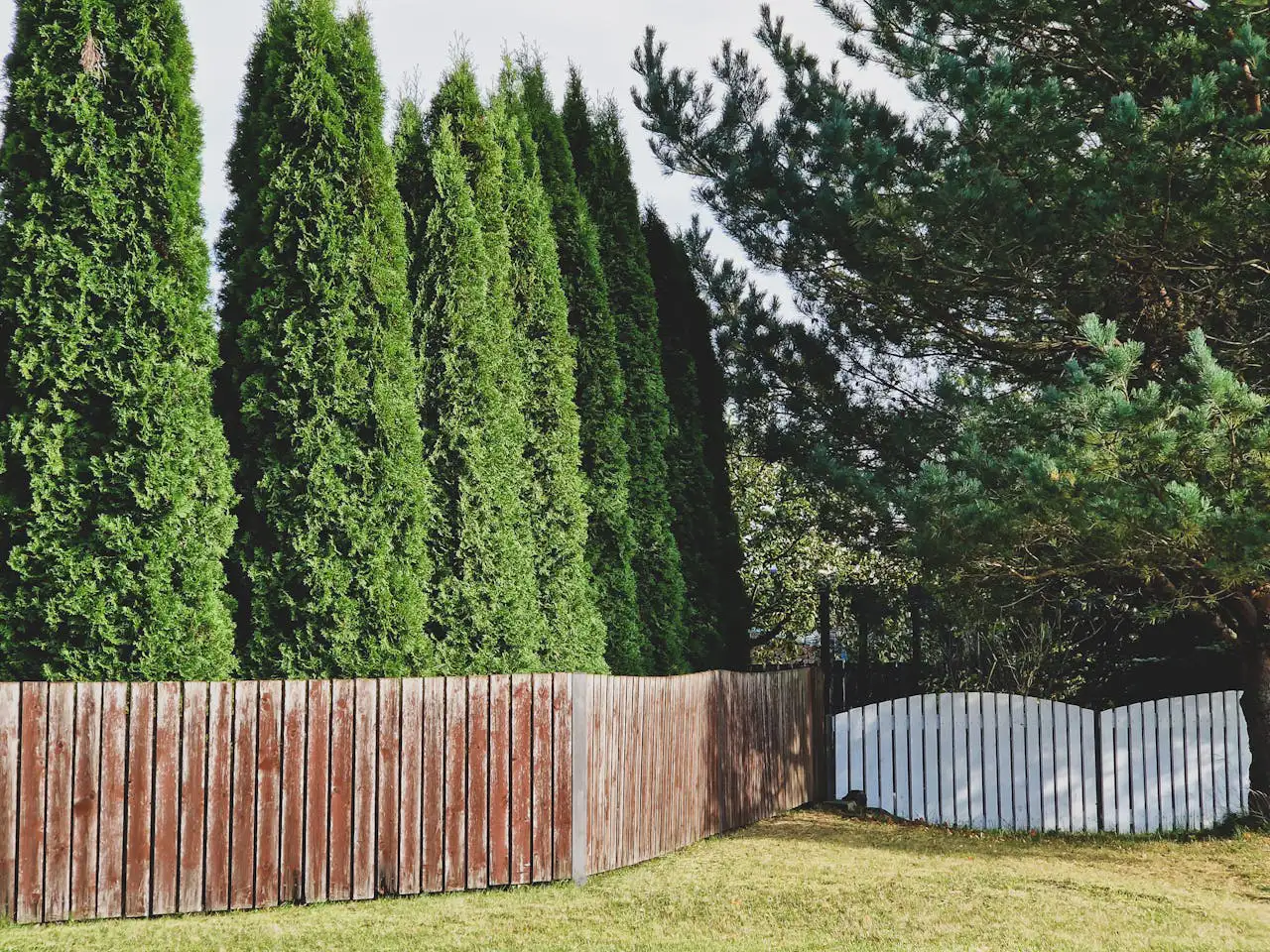 Gärtner schneidet eine Thuja-Hecke mit elektrischer Heckenschere