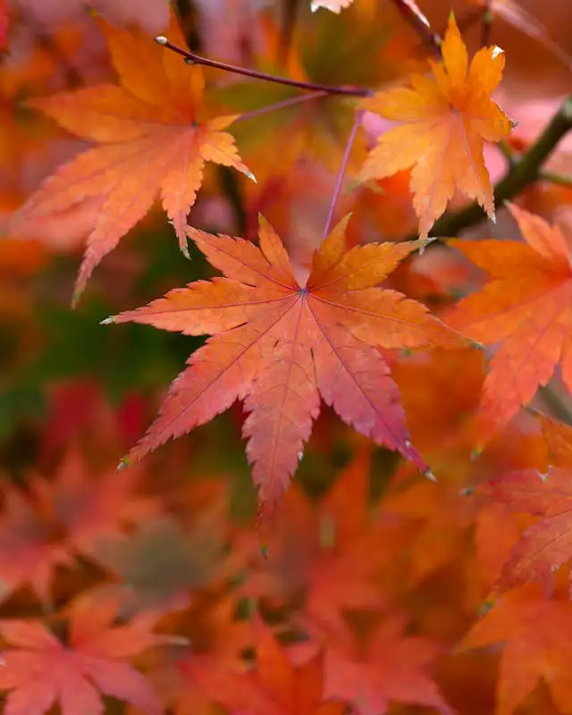 Detailansicht der roten Blätter eines Japanischen Fächerahorns im Herbst, die von der Sonne durchleuchtet werden.
