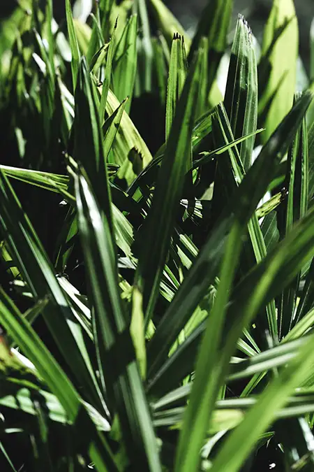 Japanisches Waldgras im halbschattigen Garten