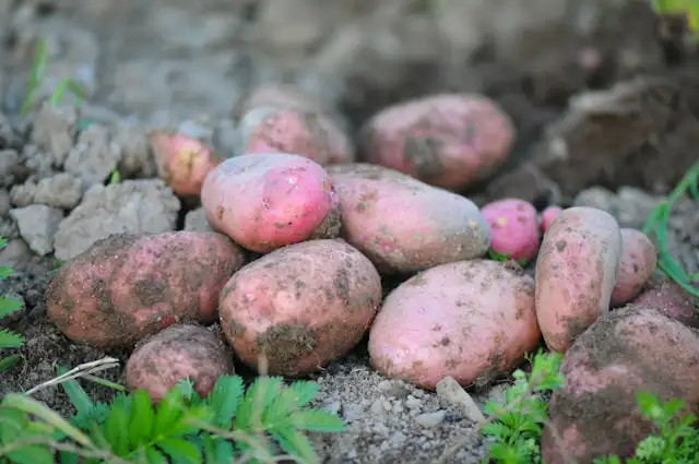 Kartoffeln im Garten für Pommes anbauen