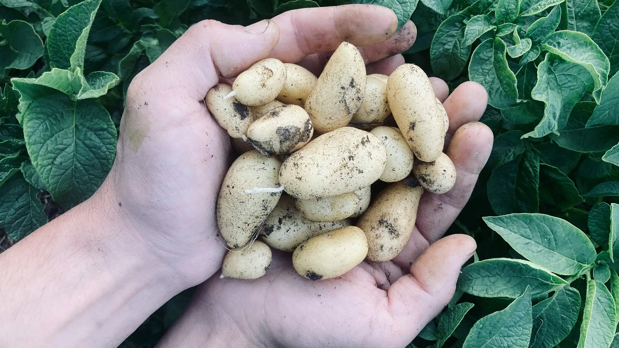 Welche Kartoffeln für Pommes im Korb