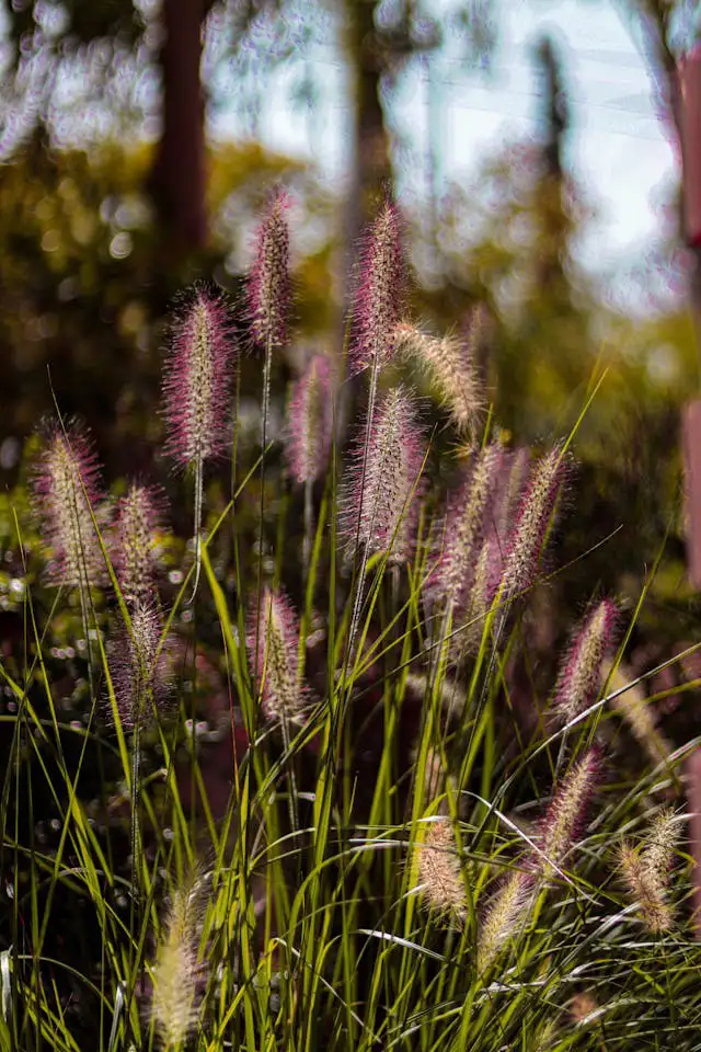 Lampenputzergras im Garten mit goldenen Blütenähren