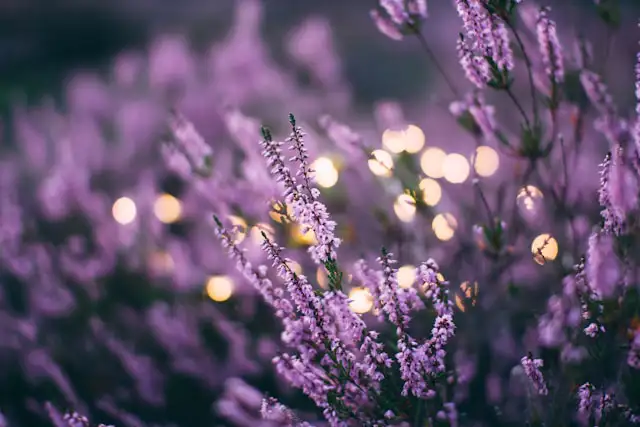 Lavendel im Beet nach dem Sommerschnitt