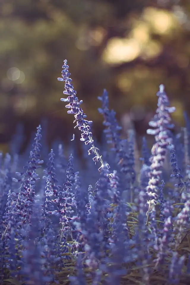 Lavendel im Kübel nach dem Sommerschnitt