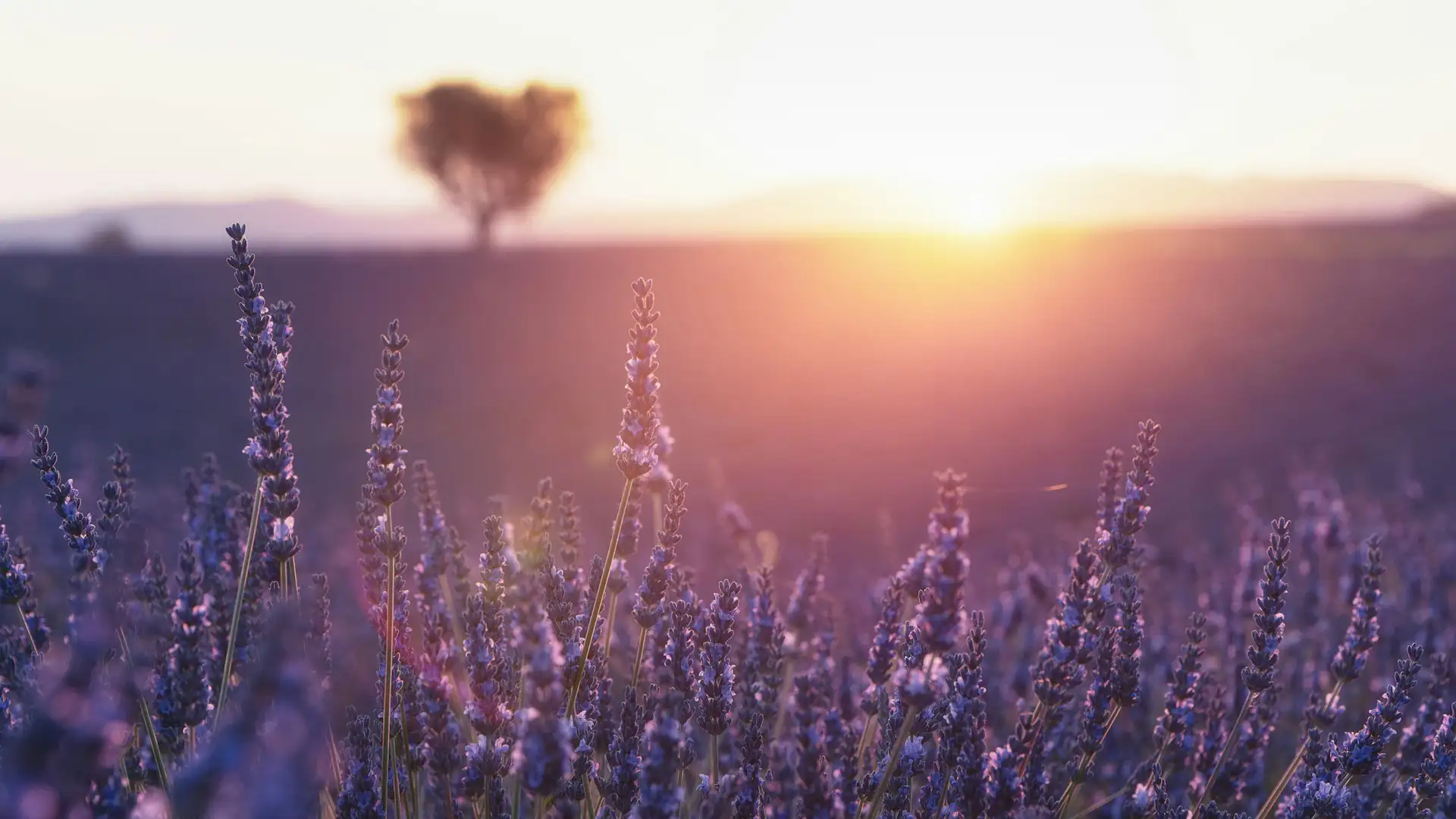 Lavendel schneiden im Sommer nach der Blüte im Garten