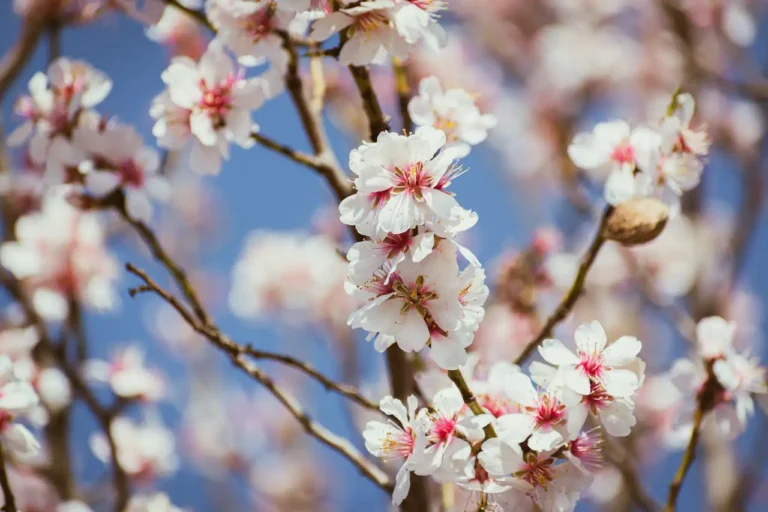 Mandelbaum in Blüte im sonnigen Garten