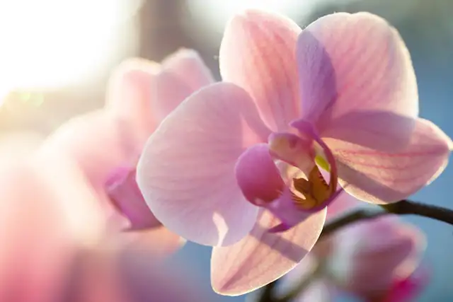 Weiße Orchidee auf Regal im Badezimmer