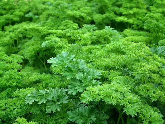 Petersilie im Kräutergarten