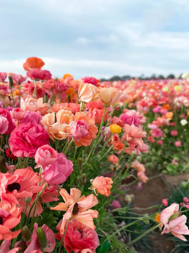 Ranunkeln auf dem Feld in voller Blüte