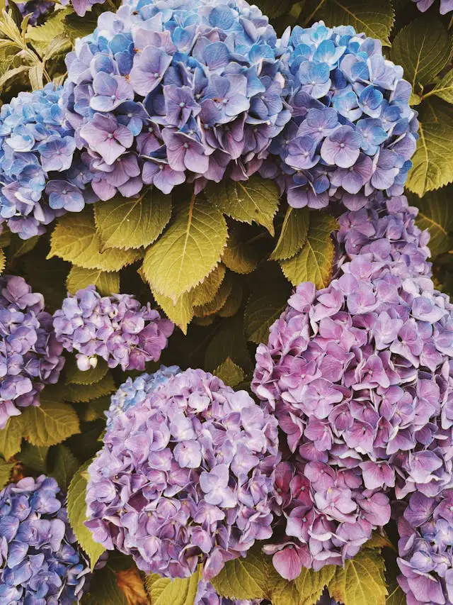 Rosa Hortensie – Detailaufnahme einer Blüte für Hortensien Kranz binden