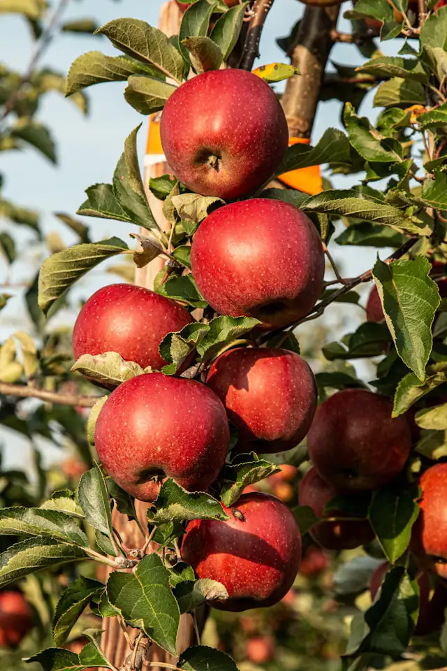 Apfelbaum als Spalierobst im Kübel als Sichtschutz für Balkon