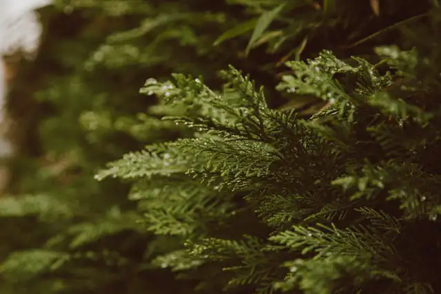 Thuja-Hecke beim Formschnitt im Garten