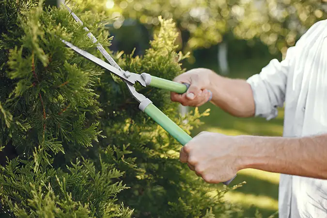 Frische Thuja-Triebe nach dem Schnitt