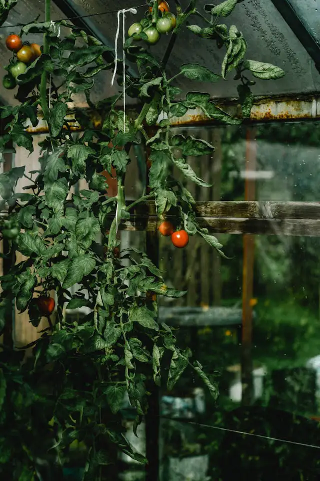 Tomatenpflanzen im Gewächshaus mit Früchten