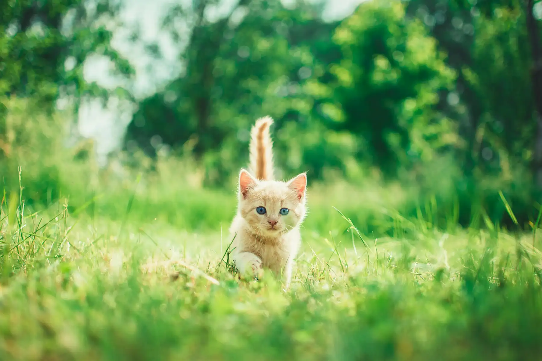 Ungiftige Pflanzen für Katzen im Wohnzimmer
