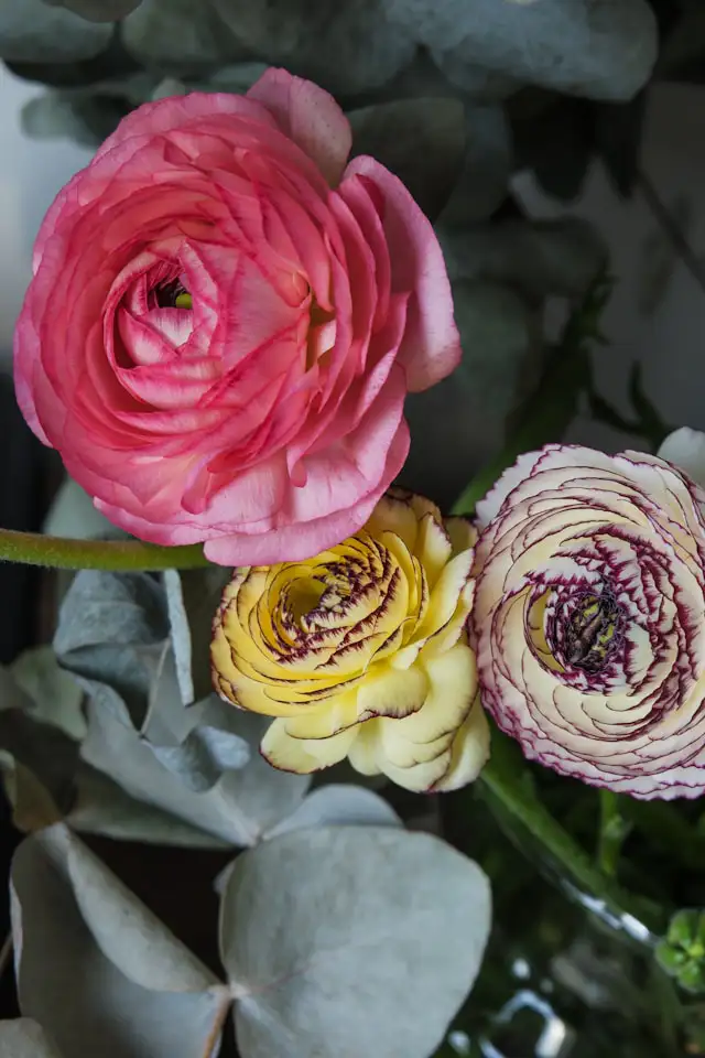 Nahaufnahme einer weißen Ranunkelblüte