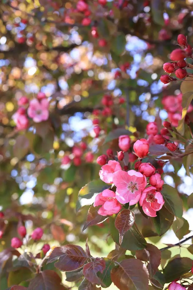Zierapfel als kleiner Baum im Garten mit Blüten