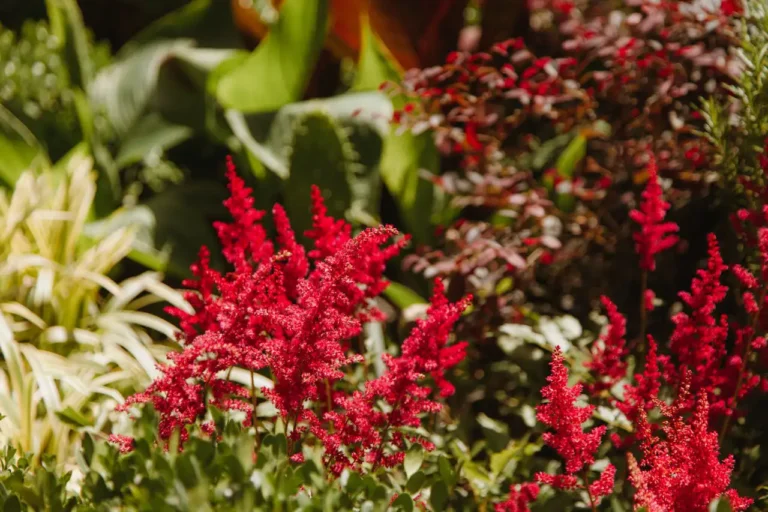Stauden im Garten mit Lavendel, Sonnenhut und Funkien