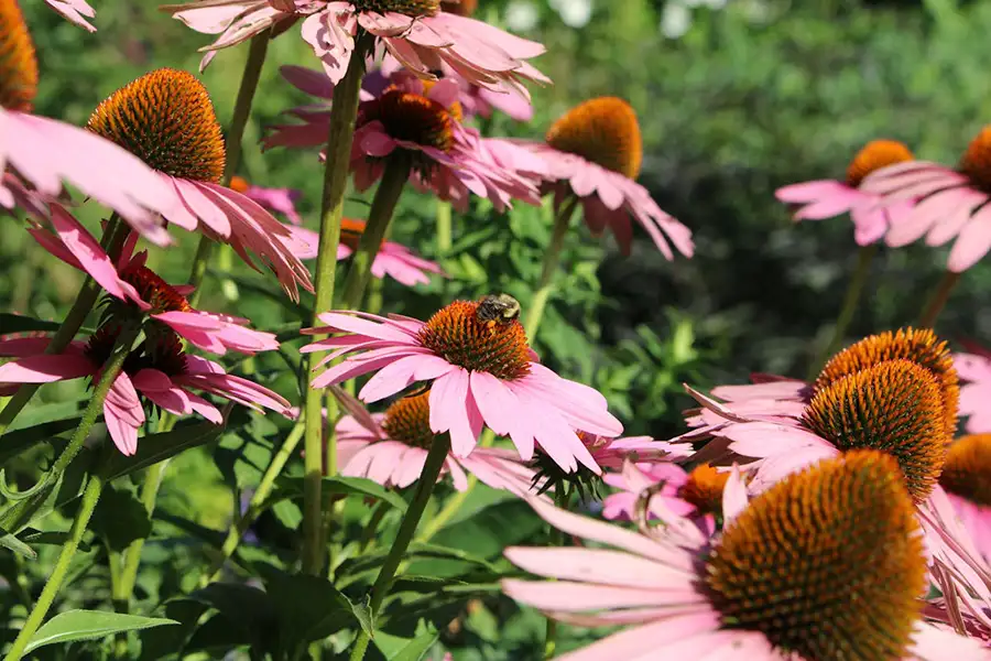 Echinacea purpurea Sonnenhut im Gartenbeet