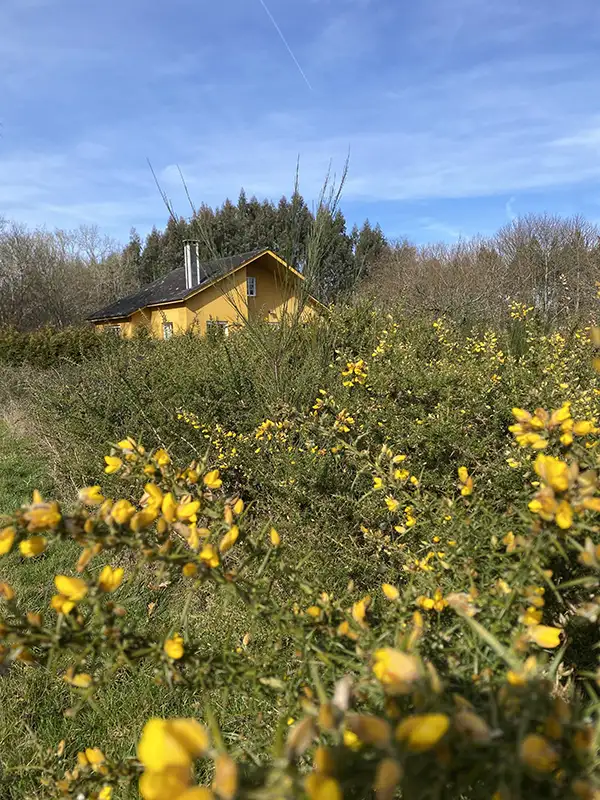 Haus in Galicien im Sommer mit gelbem Ginster