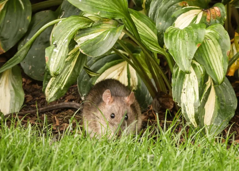 Feldmaus im Garten zwischen Gemüsebeeten