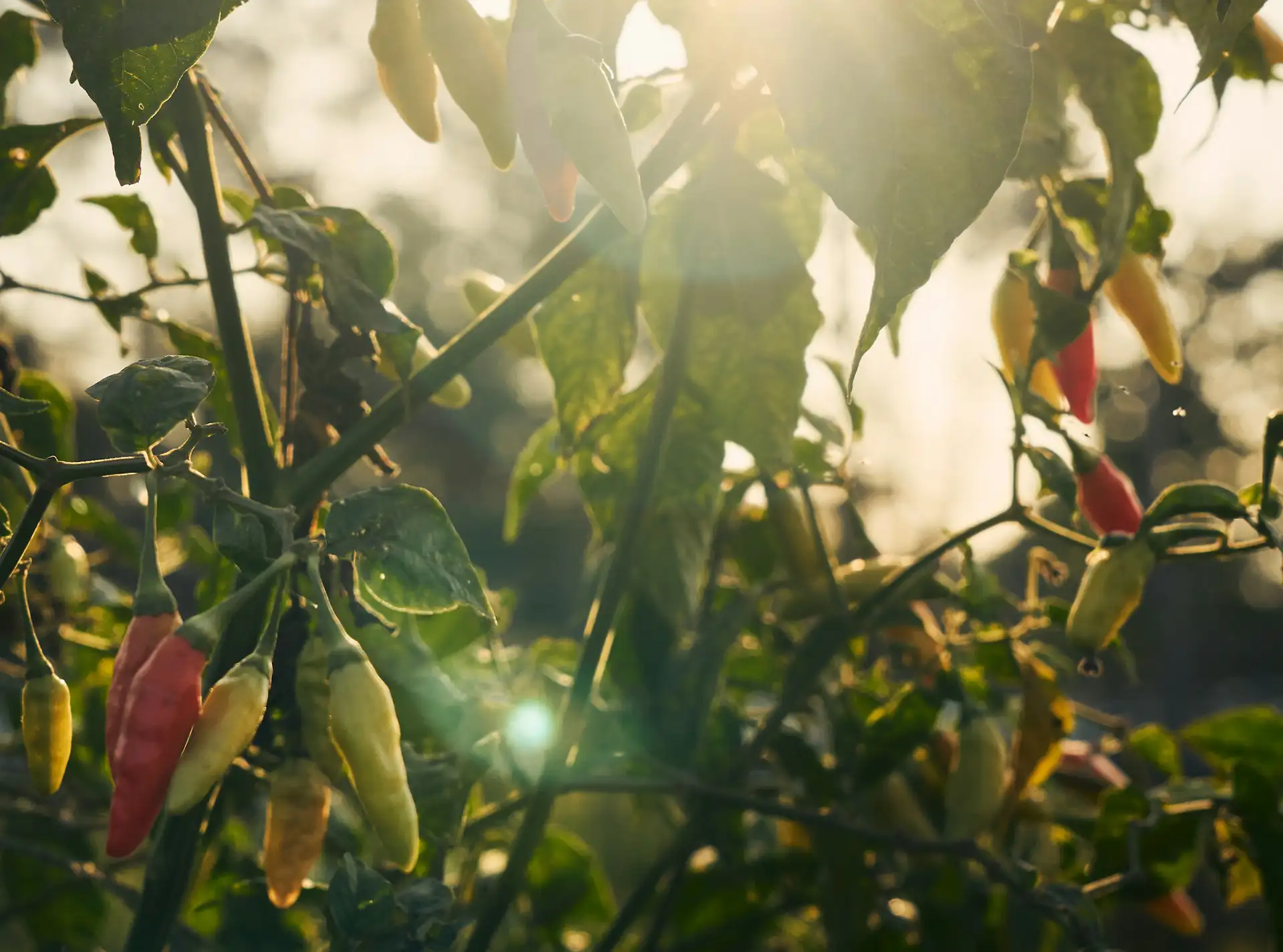 Paprika pflanzen mit guten Nachbarn im Beet