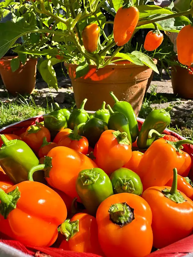 Paprika pflanzen im Hochbeet mit Abdeckung