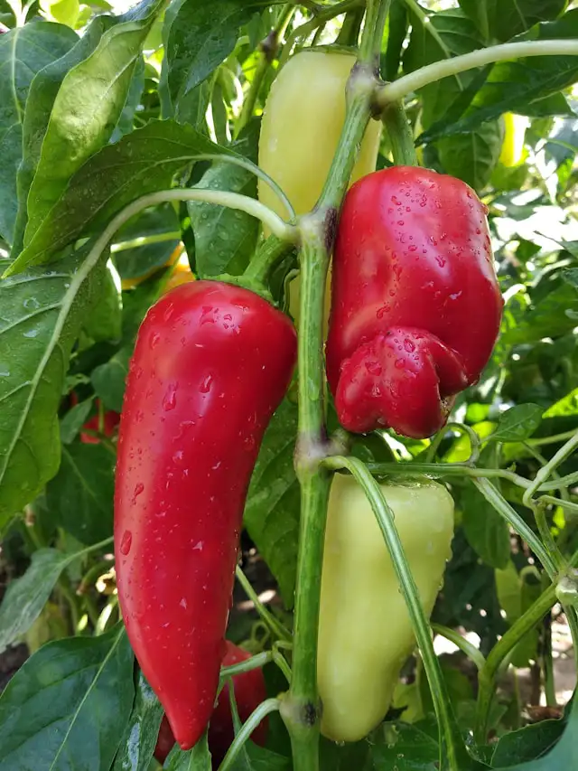 Paprika und Tomaten im Gewächshaus pflanzen