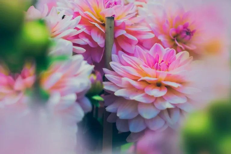 Dahlien im Gartenbeet mit bunten Blüten