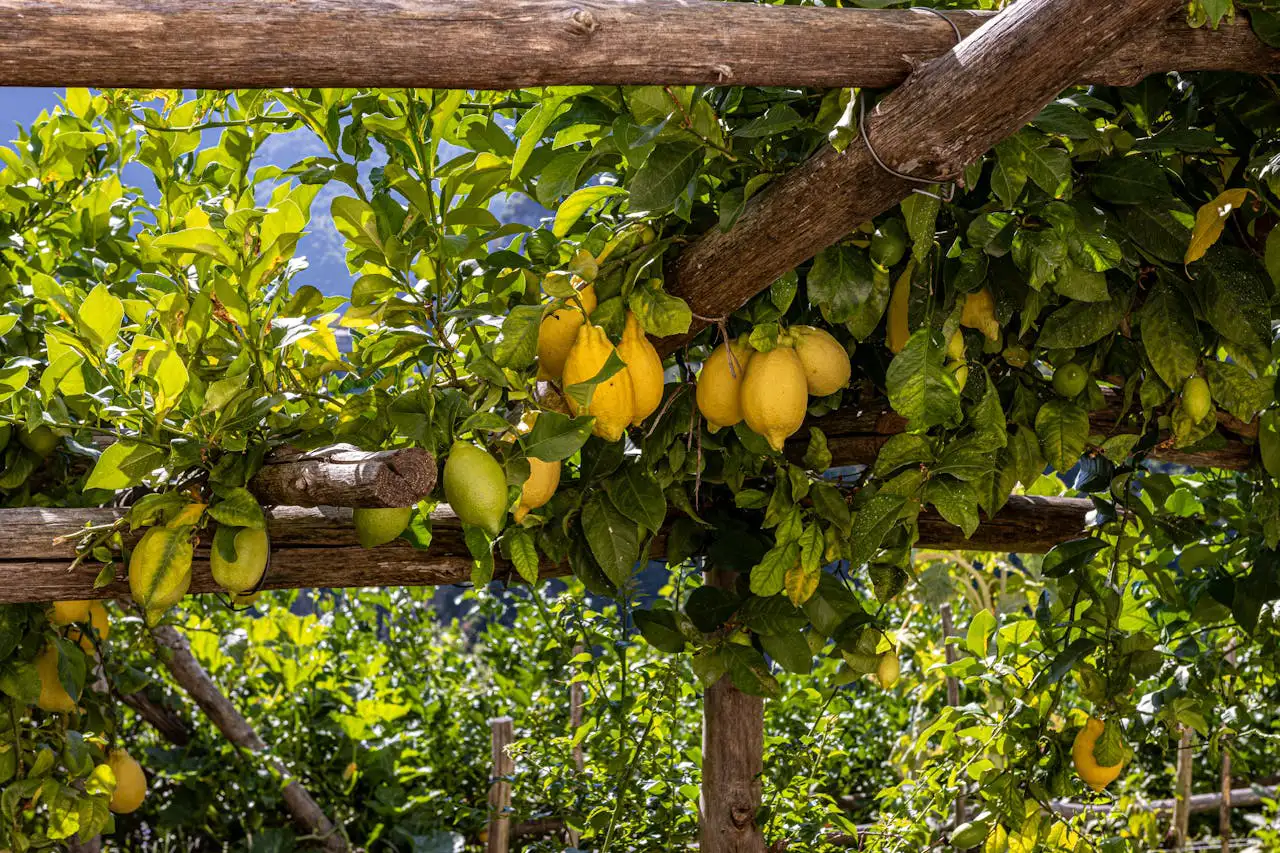 Zitronenbaum im Kübel mit reifen Zitronen auf Terrasse