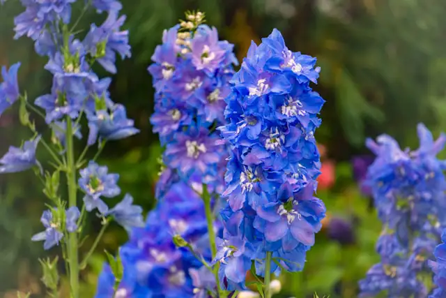Blauer Rittersporn als hohe Staude im Garten