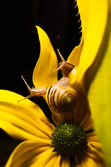Nacktschnecke kriecht auf einer bunten Blume im Garten
