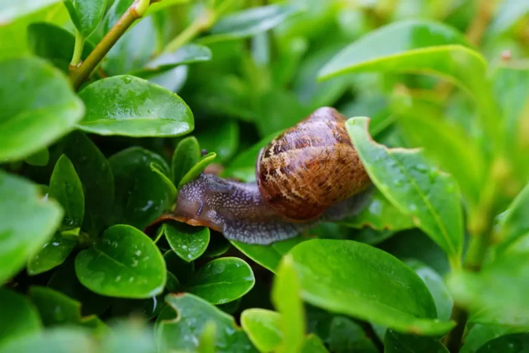Nacktschnecke frisst an einem Salatblatt im Hochbeet