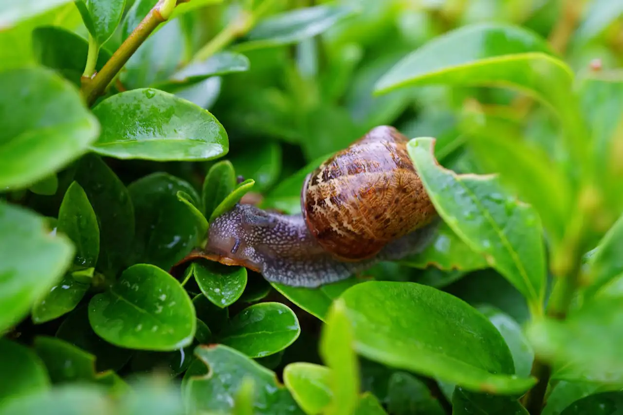 Nacktschnecke frisst an einem Salatblatt im Hochbeet