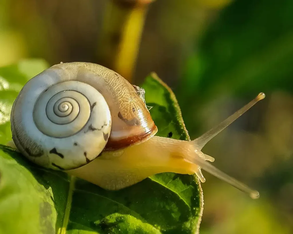 Schnecke kriecht an einem Hochbeet hoch