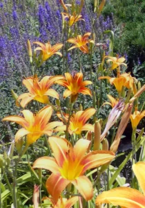 Taglilie Hemerocallis mit orangefarbenen Blüten im Garten
